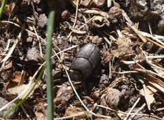 Onthophagus fracticornis