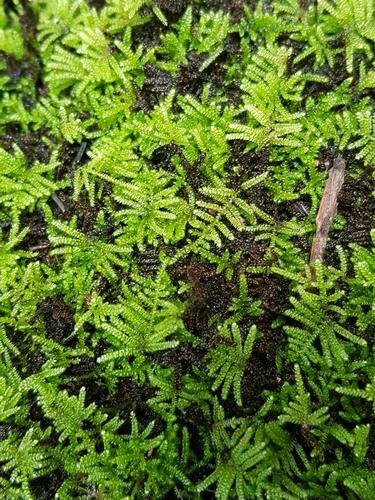 Ectropothecium regulare observed 2021-03-29