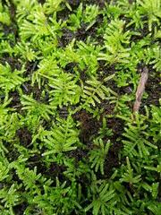 Ectropothecium regulare