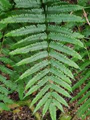 Pteris friesii