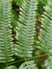 Pteris friesii
