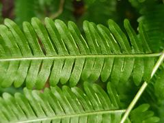 Pteris friesii
