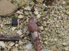 Sphingonotus azurescens