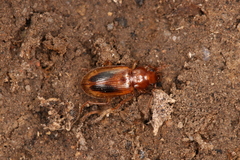 Dicheirotrichus obsoletus