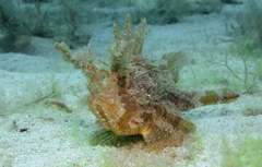 Plumed Scorpionfish photo 1
