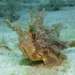 Plumed Scorpionfish - Photo (c) Thomas Menut, some rights reserved (CC BY-NC), uploaded by Thomas Menut