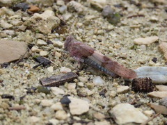 Sphingonotus azurescens