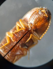 Elateridae