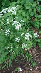 Anthriscus sylvestris