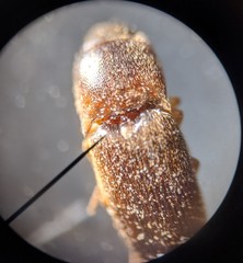 Elateridae
