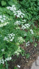 Anthriscus sylvestris