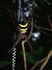 Argiope reinwardti