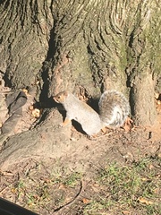 Sciurus carolinensis