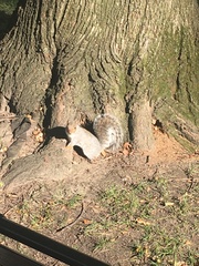 Sciurus carolinensis