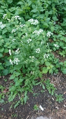 Anthriscus sylvestris