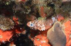 Scorpaenodes