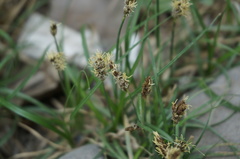 Carex duriuscula rigescens