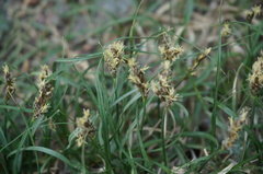 Carex duriuscula rigescens