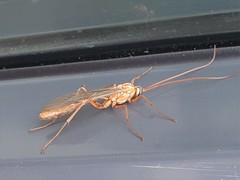 Ophion obscuratus