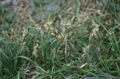 Carex duriuscula rigescens
