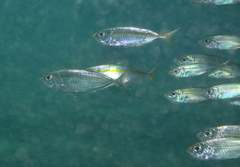 Selar crumenophthalmus