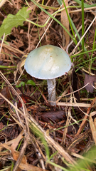 Stropharia