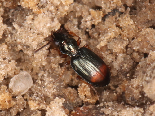 Representative image of Bembidion aspericolle