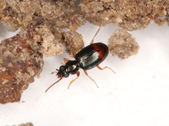 Bembidion aspericolle