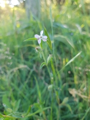 Silene gallica gallica