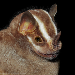 Vampyrodes caraccioli