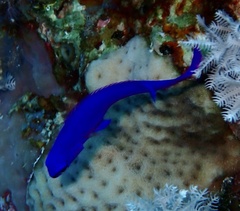 Pseudochromis fridmani