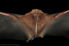 Vampyrodes caraccioli