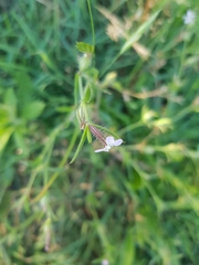 Silene gallica gallica