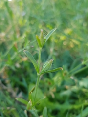Silene gallica gallica