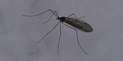 Trichocera hiemalis