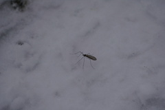 Trichocera hiemalis