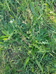 Silene gallica gallica