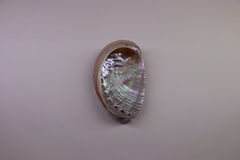 Haliotis diversicolor