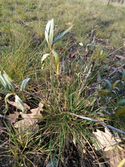 Achillea salicifolia