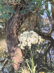 Senecio