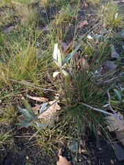 Achillea salicifolia