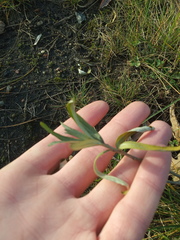 Achillea salicifolia