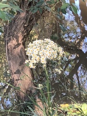 Senecio