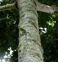 Bronchocela