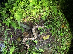 Deinagkistrodon acutus