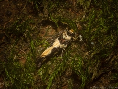 Macrobathra trithyra