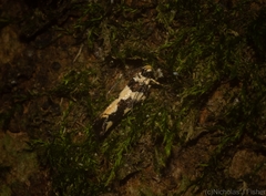 Macrobathra trithyra