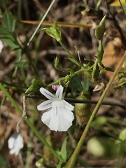 Nemesia diffusa