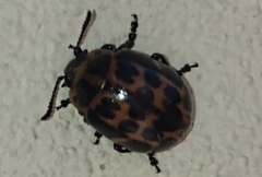 Platyphora congregata