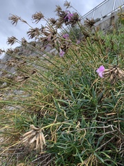 Dianthus rupicola